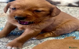Golden Retriever dogs for sale: Fully health tested kennel club registered puppies - Image 15