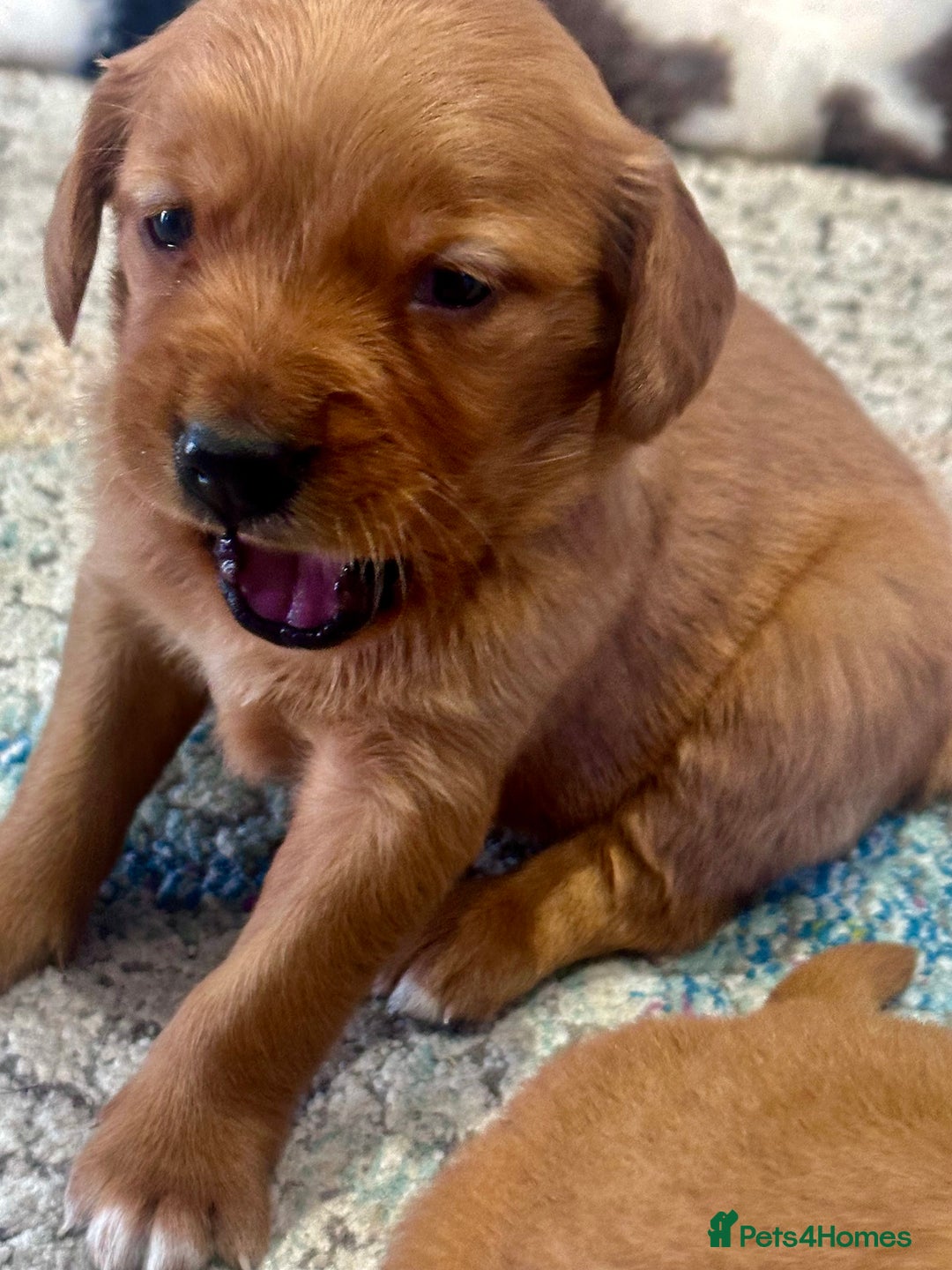 Golden Retriever dogs for sale: Fully health tested kennel club registered puppies - Image 15