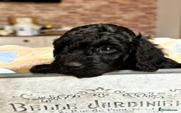 Miniature Poodle dogs for sale: Beautiful litter of Cheeky KC Reg. Mini Poodle's - Image 8