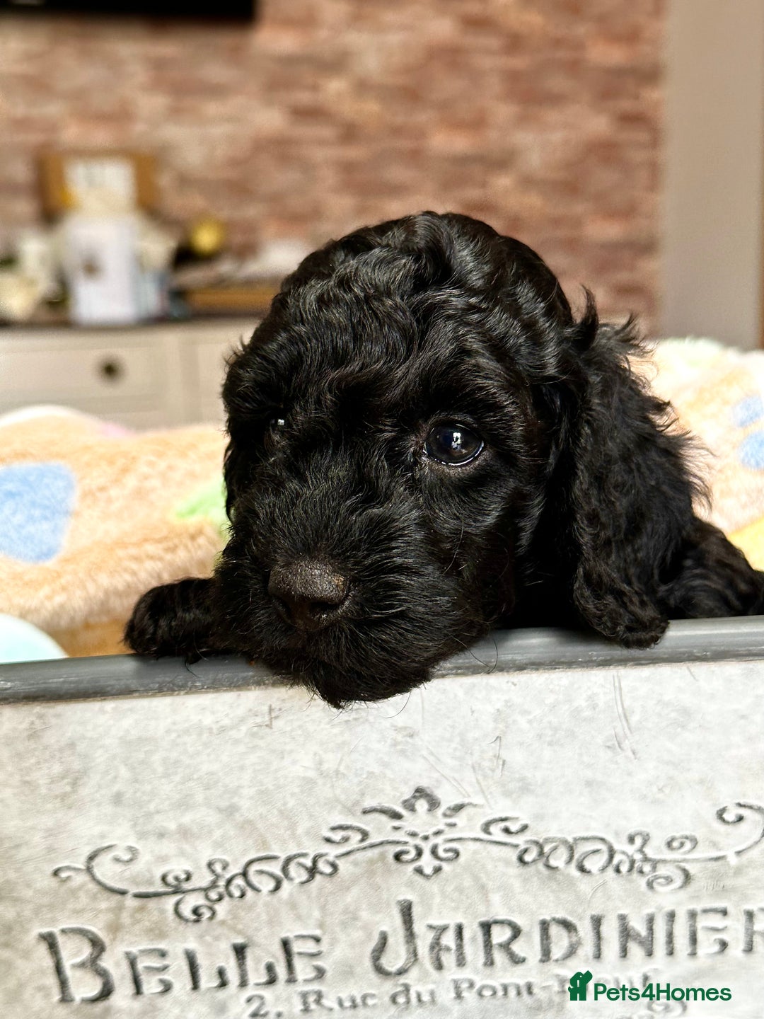 Miniature Poodle dogs for sale: Beautiful litter of Cheeky KC Reg. Mini Poodle's - Image 8