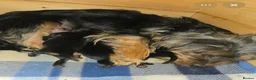 Yorkshire Terrier dogs for sale: Stunning boy Yorkshire terrier puppy  - Advert 2