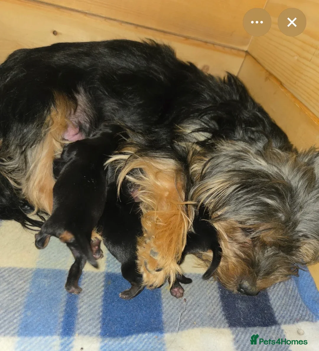 Yorkshire Terrier dogs for sale: Stunning boy Yorkshire terrier puppy  - Advert 2