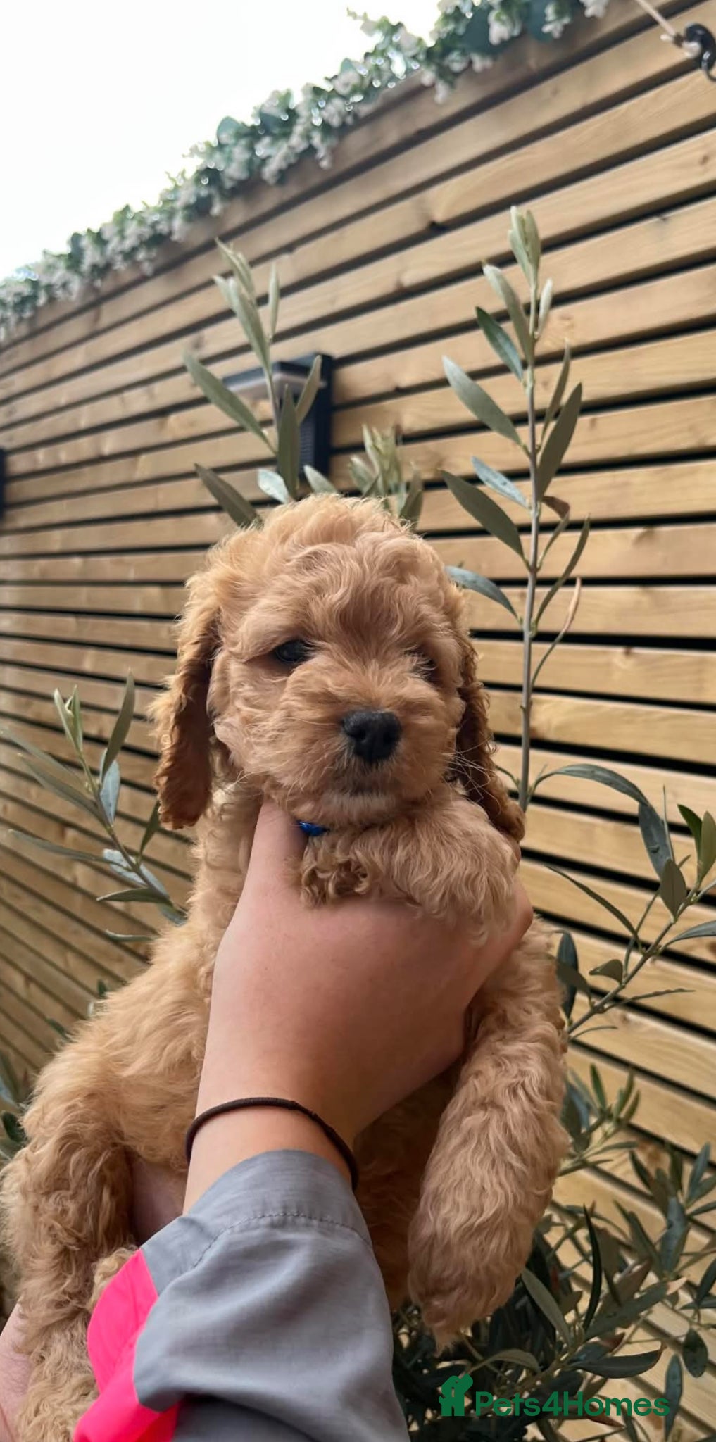 Cockapoo dogs Beautiful male cockapoo puppy  - Advert 8