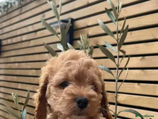 Cockapoo dogs Beautiful male cockapoo puppy - Advert 8