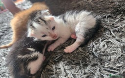 Mixed Breed cats for sale: Beautiful baby's looking for their forever homes  - Image 13