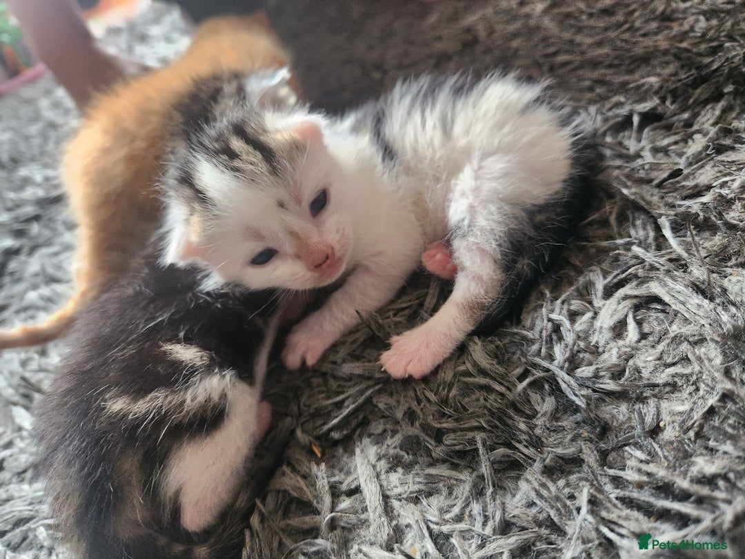 Mixed Breed cats for sale: Beautiful baby's looking for their forever homes  - Image 13