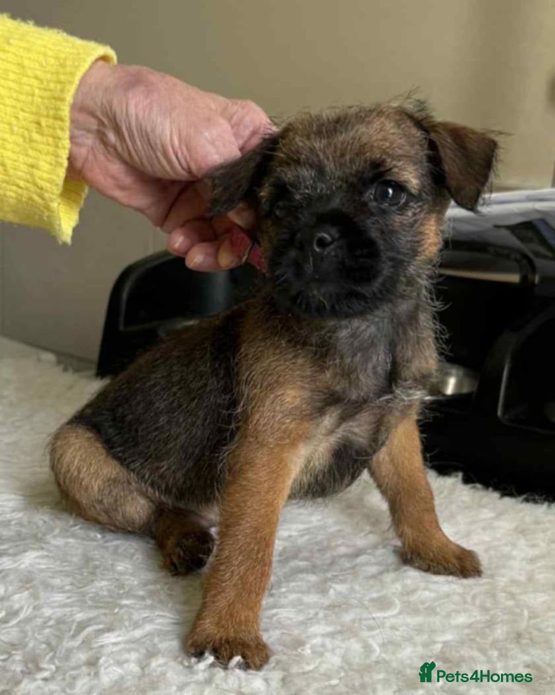 Border Terrier dogs for sale: Border Terrier Female Puppy - Image 2