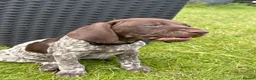 German Shorthaired Pointer dogs for sale: German shorthaired pointer ready to go  - Advert 28
