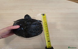 Turtle reptiles for sale: 3x Yellow slider turtles - Image 12