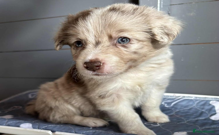 Border Collie dogs - Advert 2