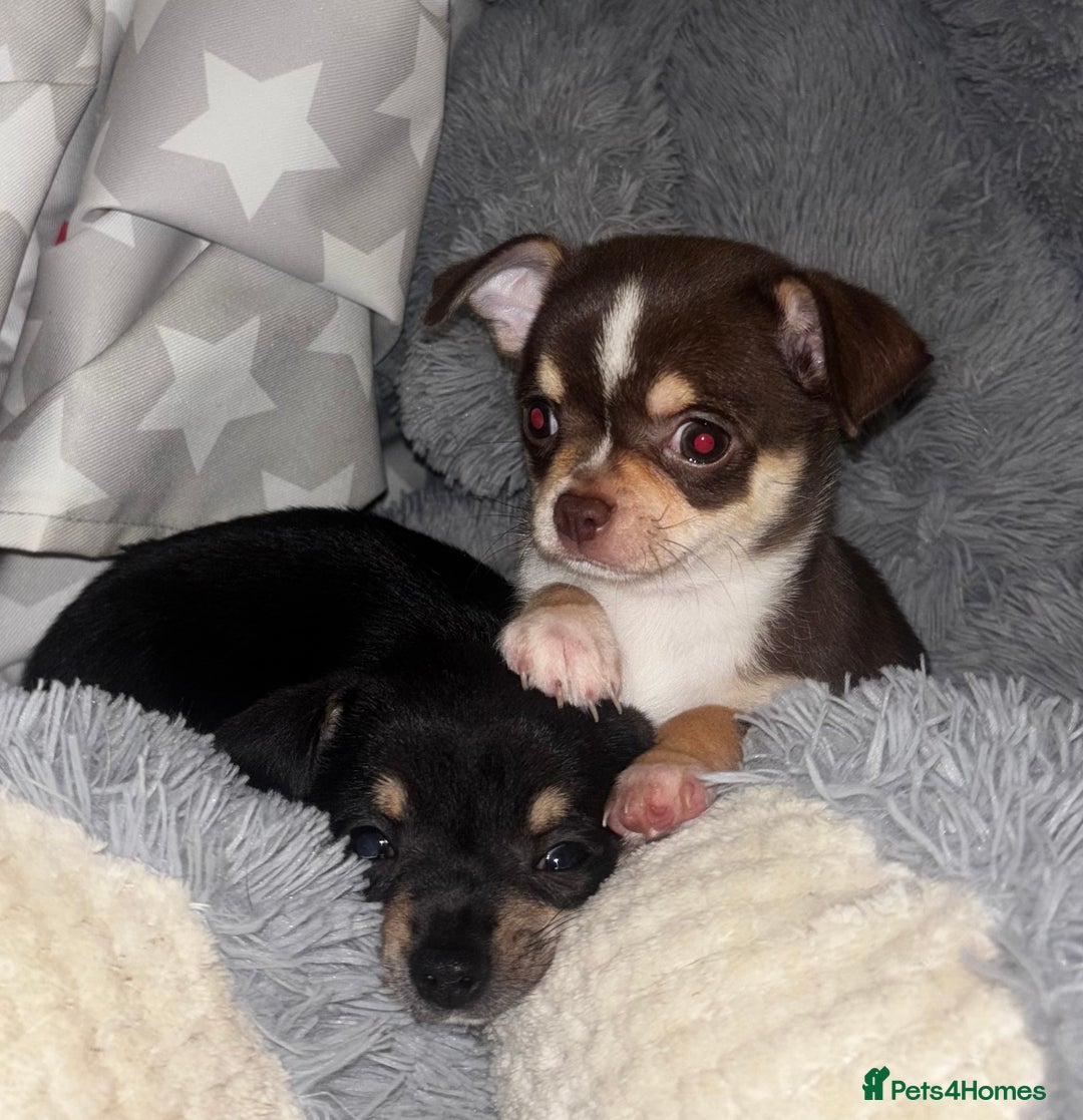 Chihuahua dogs for sale: Gorgeous tiny tri colour chihuahua puppies - Advert 4