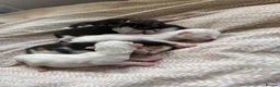 Mixed Breed cats for sale: 4 healthy kittens ready in the next upcoming weeks - Advert 24