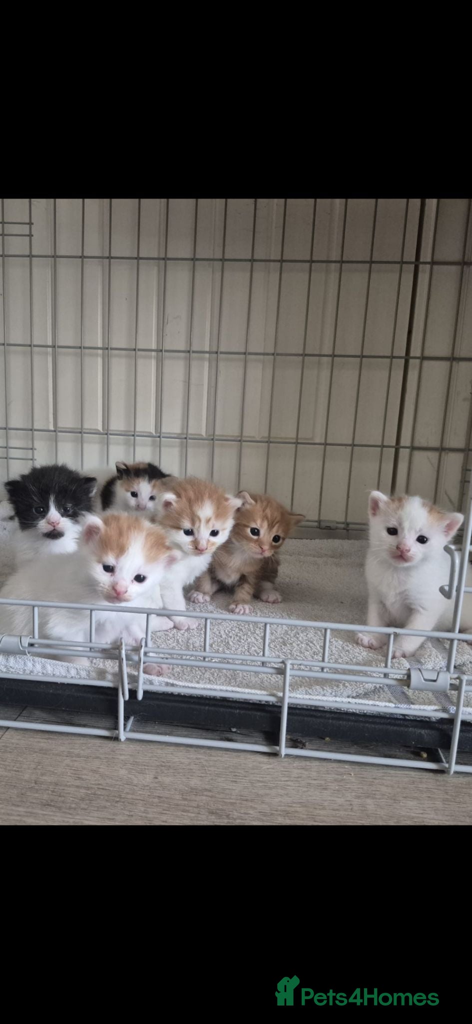 Mixed Breed cats Beautiful babies needing forever homes - Advert 1