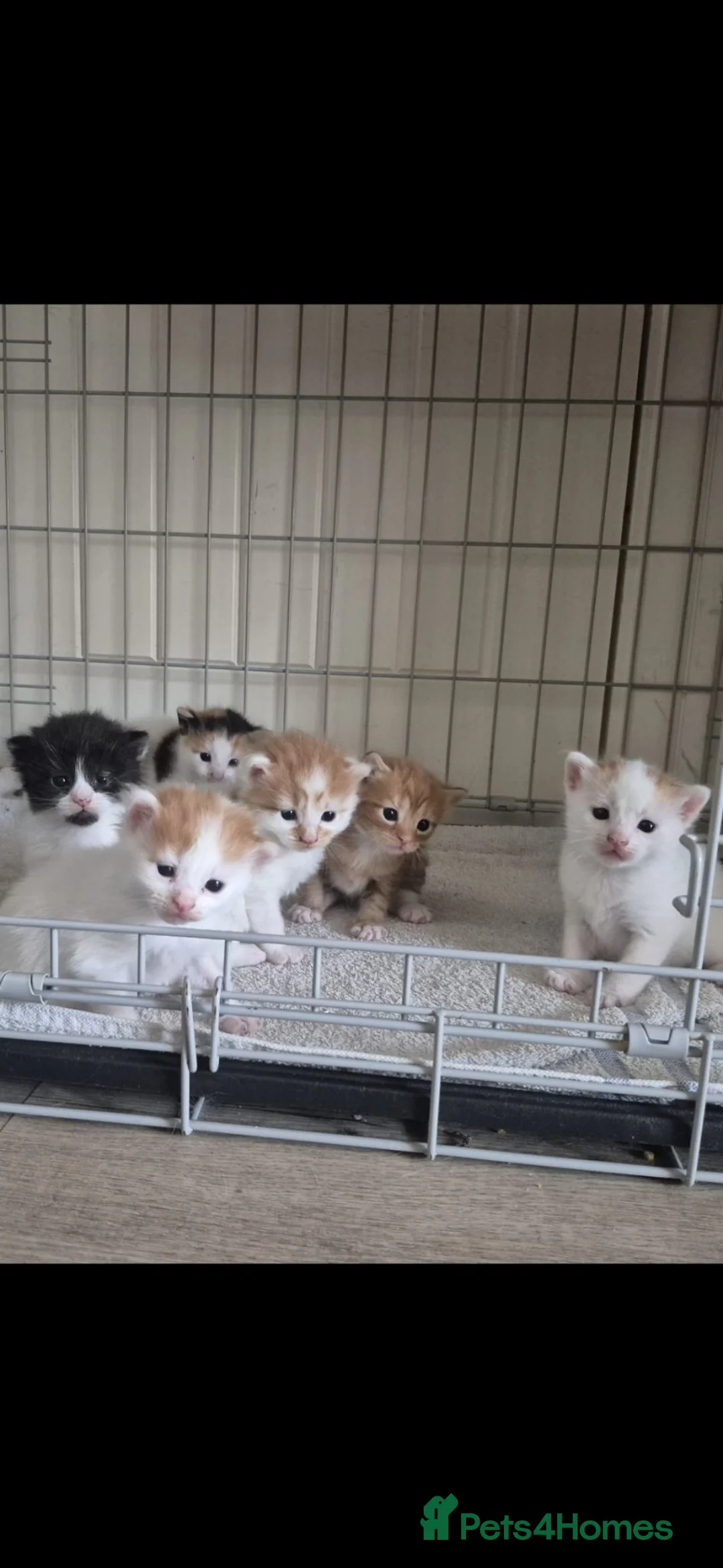 Mixed Breed cats for sale: Beautiful babies needing forever homes - Advert 1