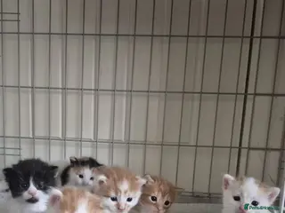 Mixed Breed cats Beautiful babies needing forever homes - Advert 1