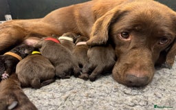 Labrador Retriever dogs for sale: Kennel Club Reg Chocolate Labrador puppies  - Image 7