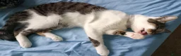 Mixed Breed cats for sale: Meet Socks  - Advert 3