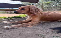 Mixed Breed dogs for sale: Molly 18 Month Old Cocker SpanielxGolden Retriever - Image 6