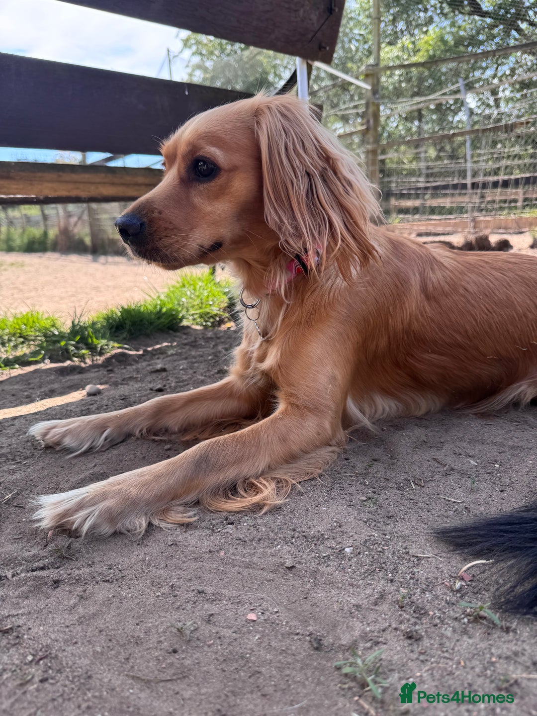 Mixed Breed dogs for sale: Molly 18 Month Old Cocker SpanielxGolden Retriever - Image 6