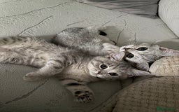 Scottish Fold cats for sale: Scottish fold kittens ready to find new homes - Image 33