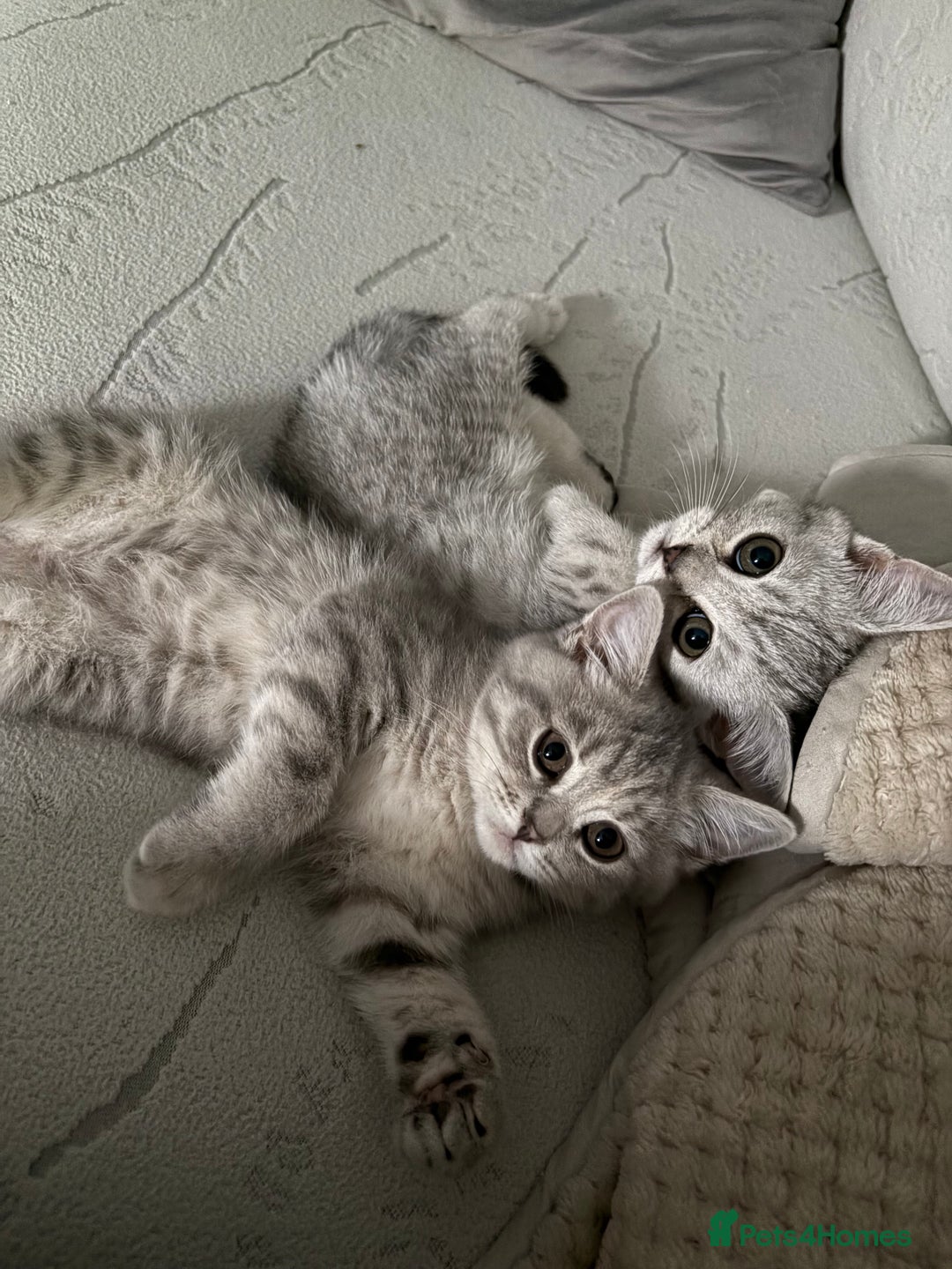 Scottish Fold cats for sale: Scottish fold kittens ready to find new homes - Image 33