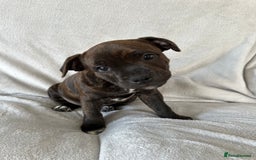 Staffordshire Bull Terrier dogs for sale: 🩷Last 1 remaining beautiful Staffy Brindle Girl🩷 - Image 3