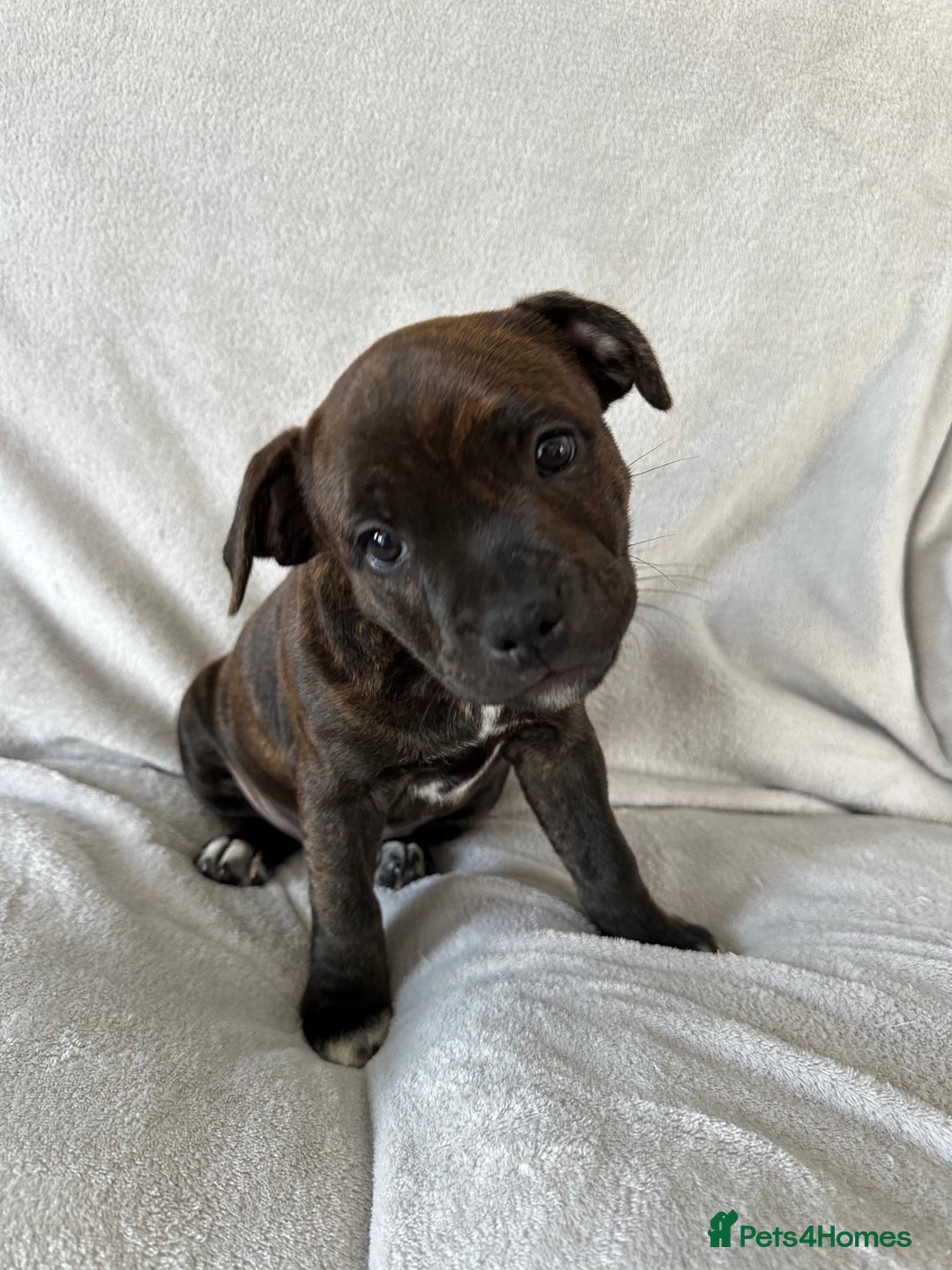 Staffordshire Bull Terrier dogs for sale: 🩷Last 1 remaining beautiful Staffy Brindle Girl🩷 - Image 3