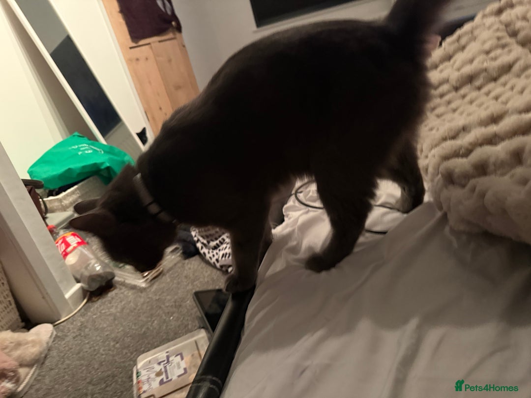 Mixed Breed cats for sale: Two  cats - Advert 2