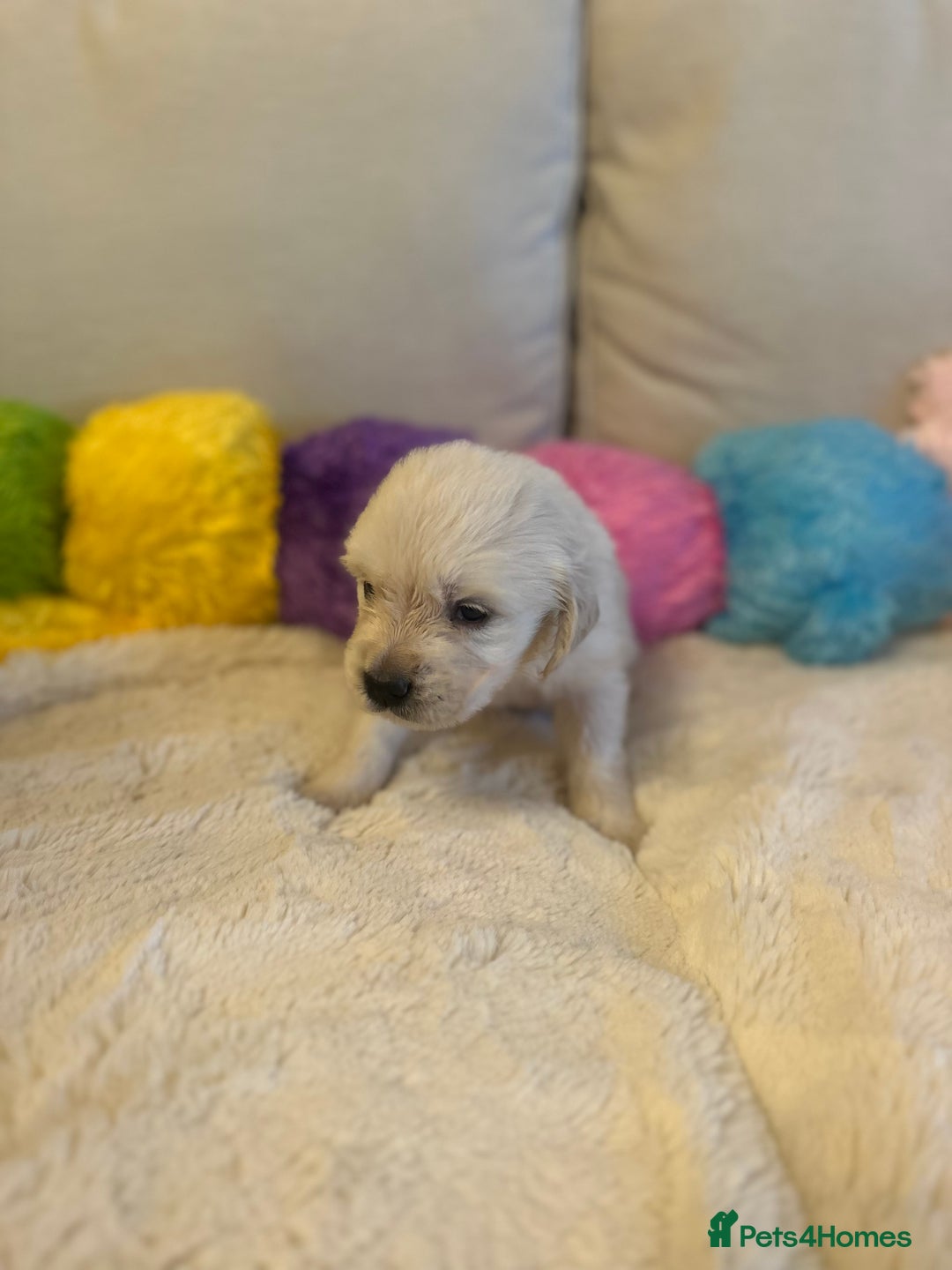 Golden Retriever dogs for sale: Outstanding Champion Lines KC Registered - Advert 8