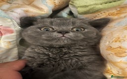 British Shorthair cats for sale: Male British shorthair kitten  - Image 10