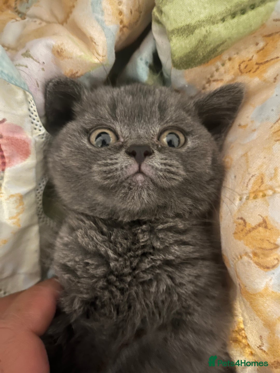 British Shorthair cats for sale: Male British shorthair kitten  - Image 10