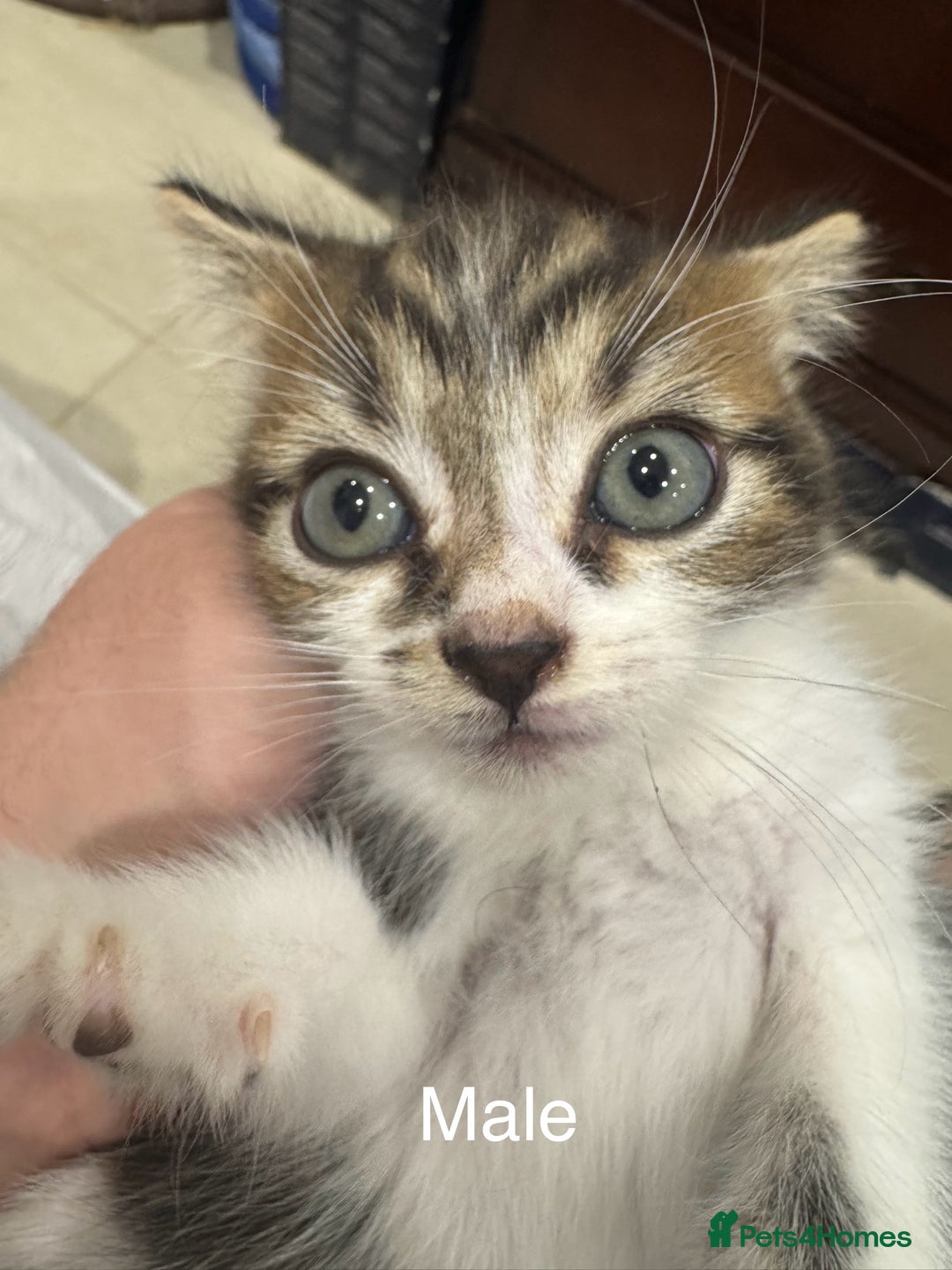 Domestic Shorthair cats for sale: 4 male kittens 3 female kittens pickup whenever - Image 5