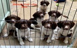 English Springer Spaniel dogs for sale: 5th Gen Springers: Purebred, 7th litter, 36 total - Image 37
