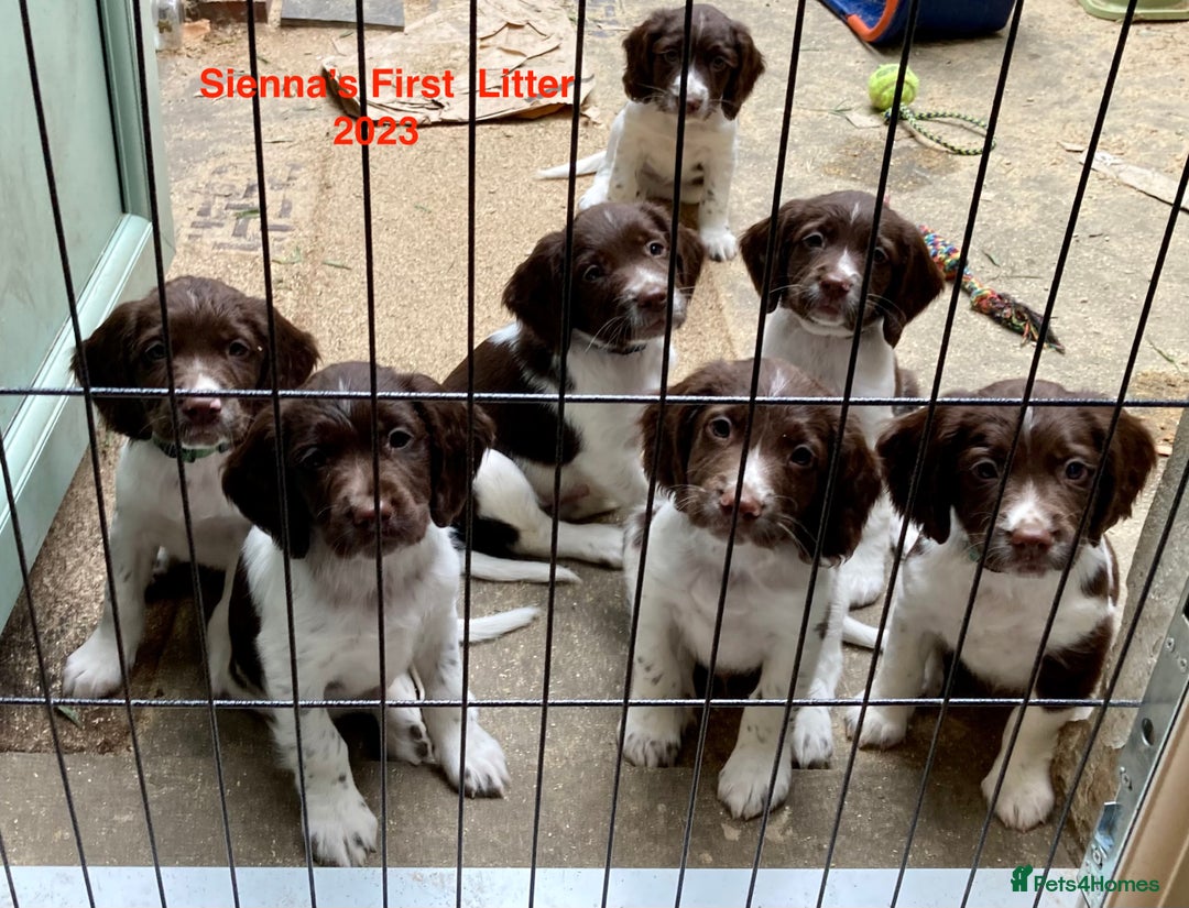 English Springer Spaniel dogs for sale: 5th Gen Springers: Purebred, 7th litter, 36 total - Image 37