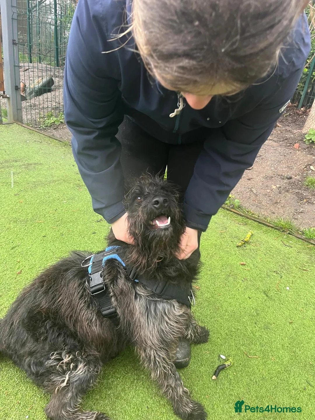 Mixed Breed dogs for adoption: Scrabble is in search for his forever home! - Advert 3