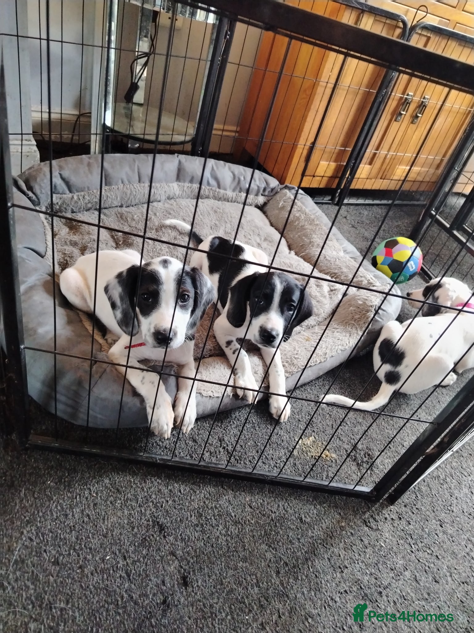 Mixed Breed dogs Foxhound pup  - Advert 7