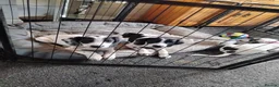Mixed Breed dogs for sale: Foxhound pup  - Advert 1