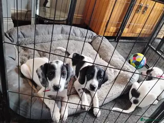 Mixed Breed dogs Foxhound pup - Advert 7