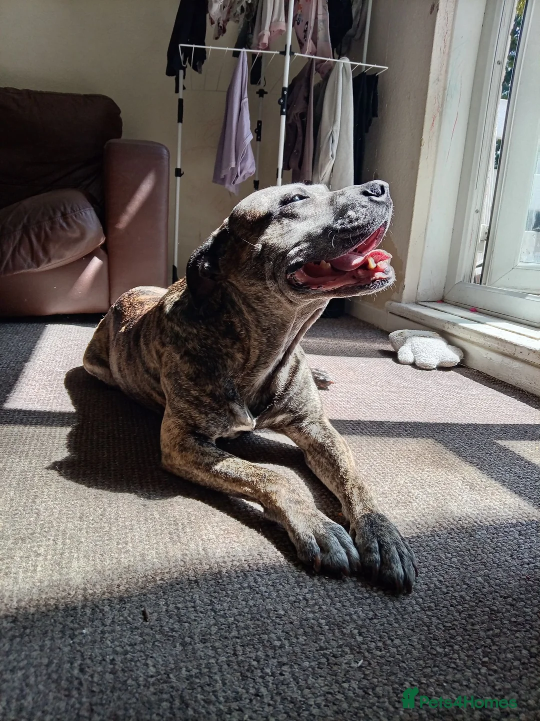 Mixed Breed dogs for sale: Amstaff x mastiff  in Bradford - Advert 1