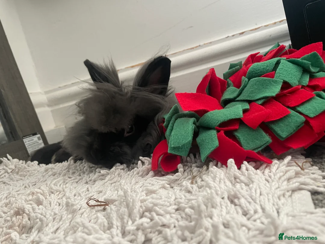 Lionhead rabbits for sale: teddy  - Advert 11
