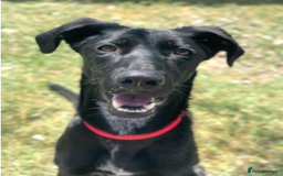 Labrador Retriever dogs for adoption: Prince - Over 4 years looking for his home! - Image 5