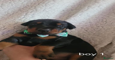 Dobermann dogs - Advert 5