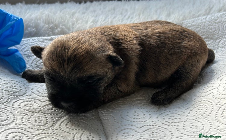 Cairn Terrier dogs - Advert 12