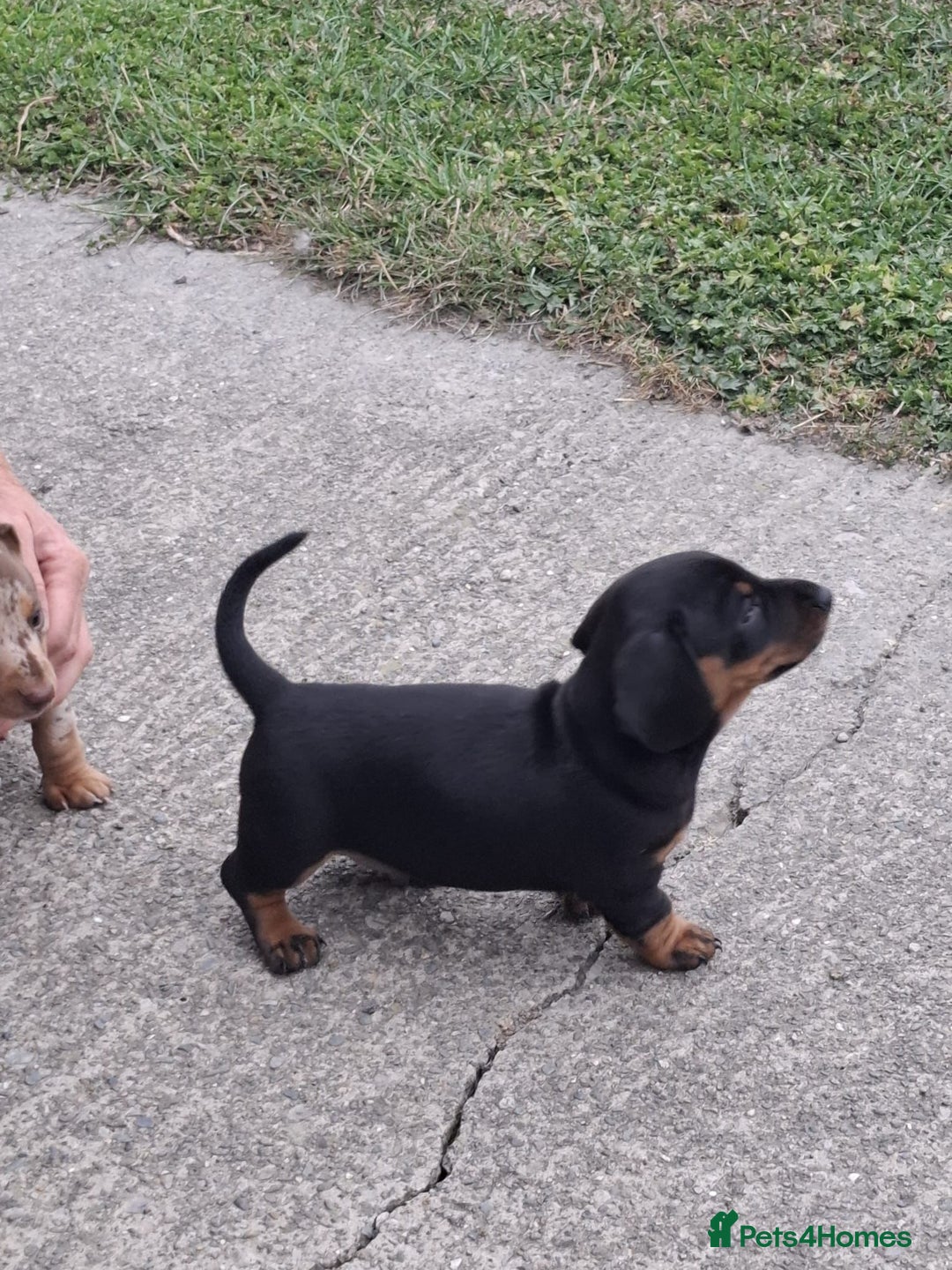 Miniature Dachshund dogs for sale: 2 Minature Dachshund dog pups - Image 3