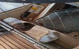 Rat rodents for sale: Female rat family need new home - Image 5