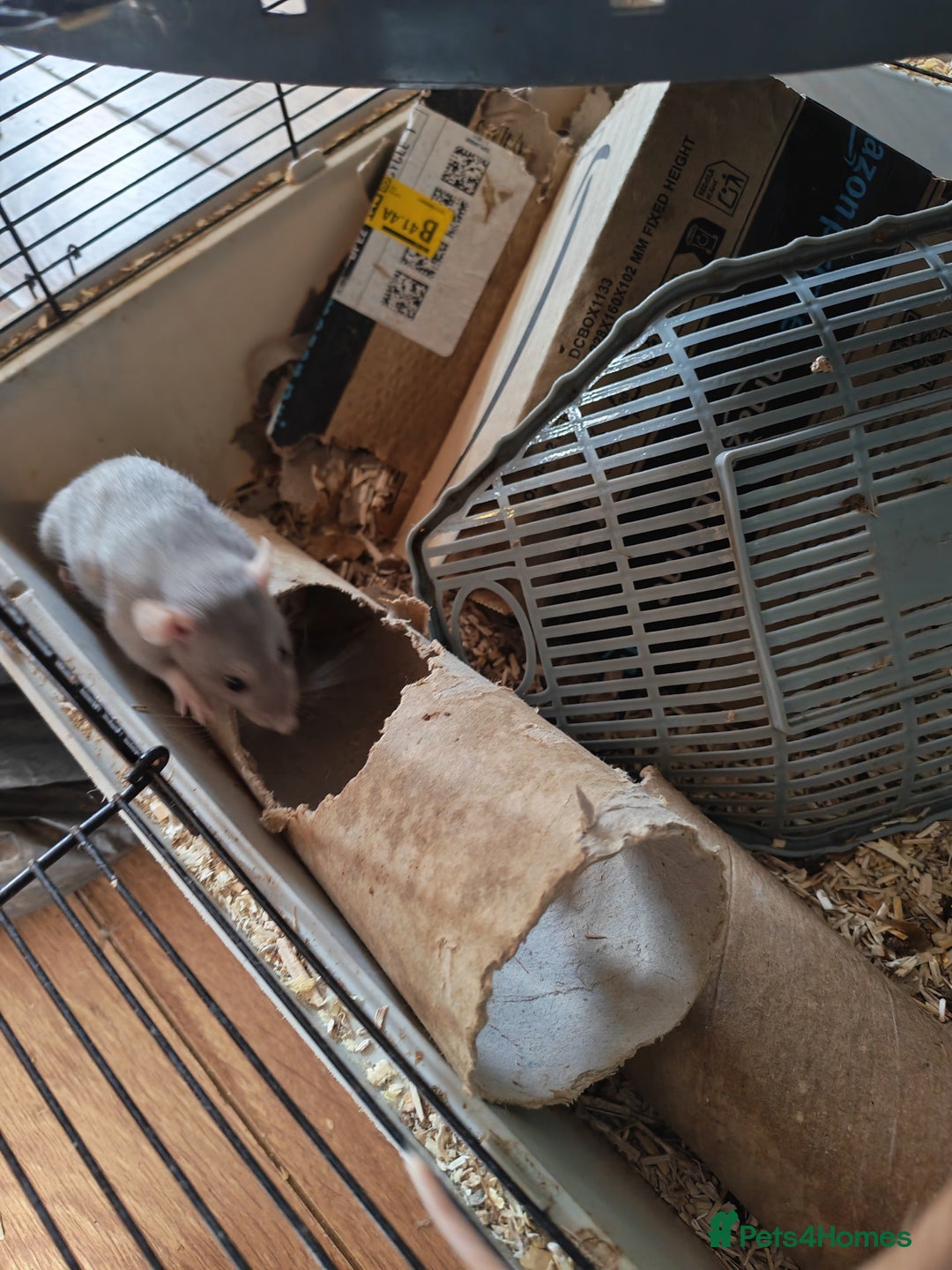 Rat rodents for sale: Female rat family need new home - Image 5