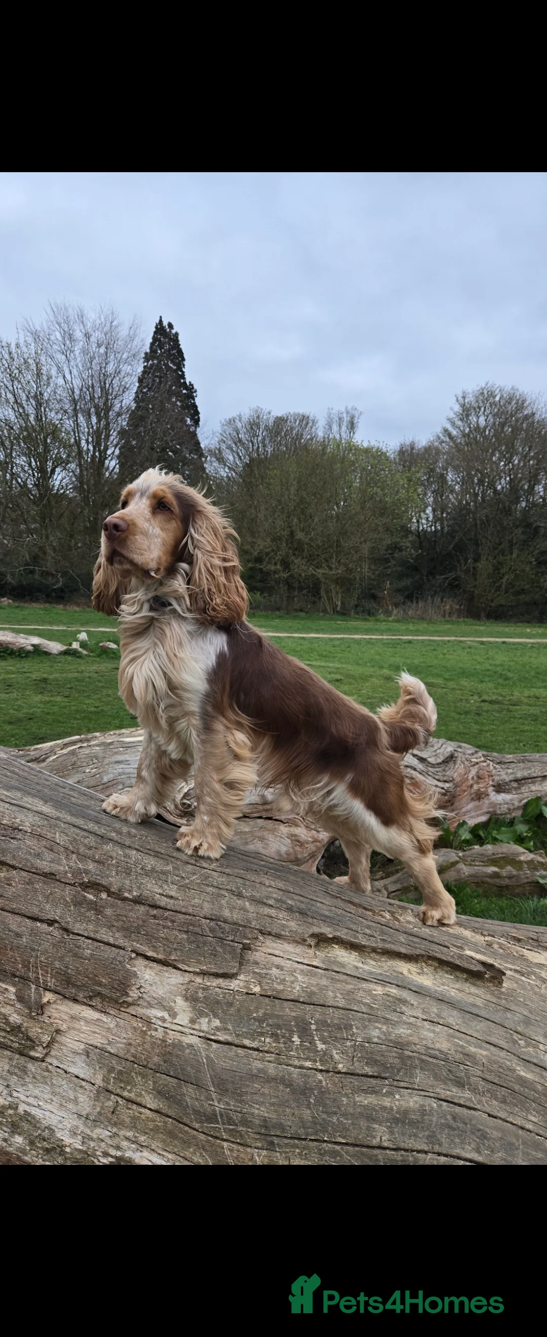 Cocker Spaniel dogs for stud: KC reg show cocker spaniel, proven health tested  - Advert 4