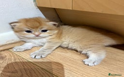 British Shorthair cats for sale: GCCF reg BSH & LH Chocolate & Black Golden Kittens - Image 28