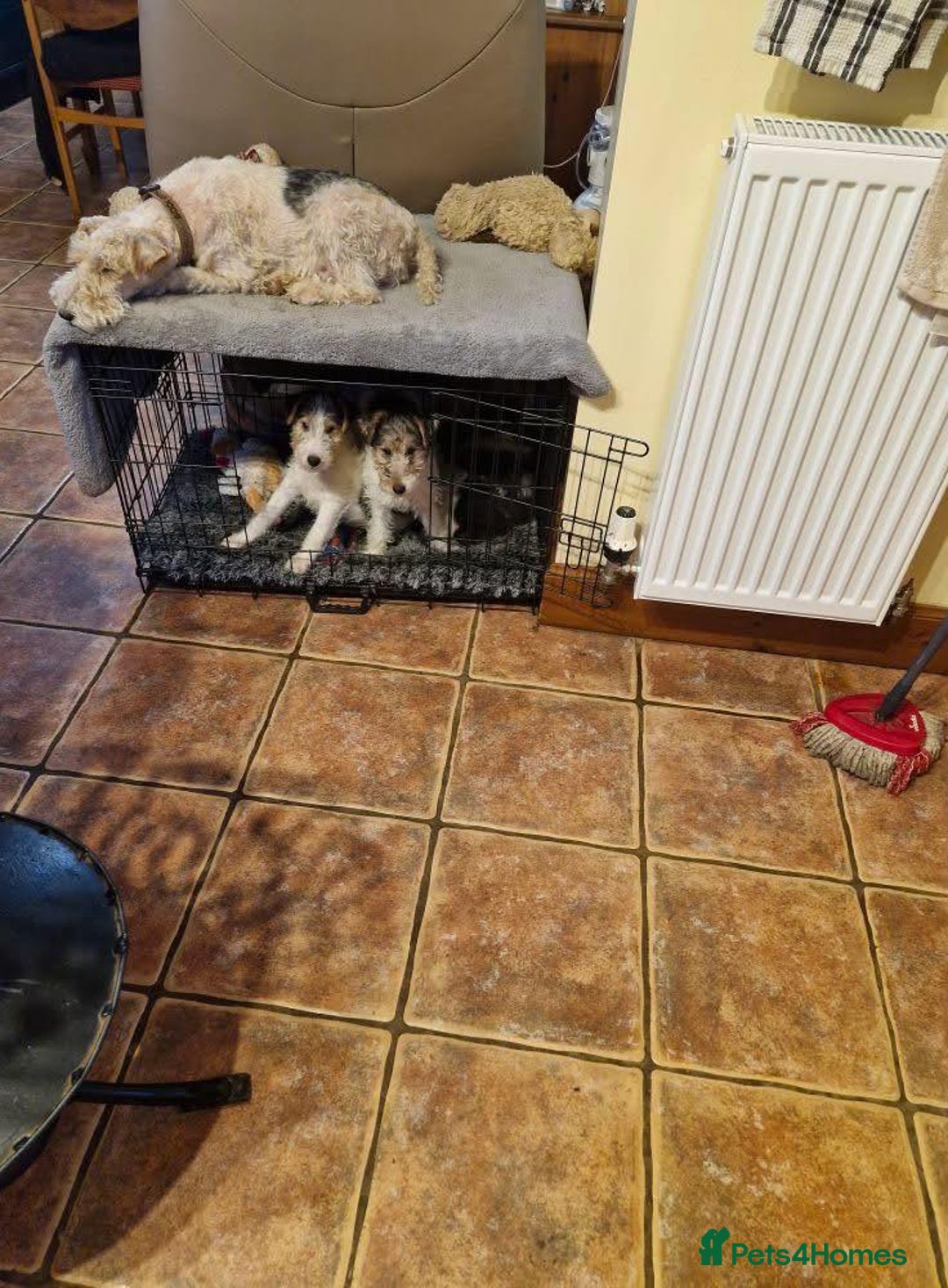 Fox Terrier dogs for sale: Wire Fox Terrier puppies for sale. - Advert 5