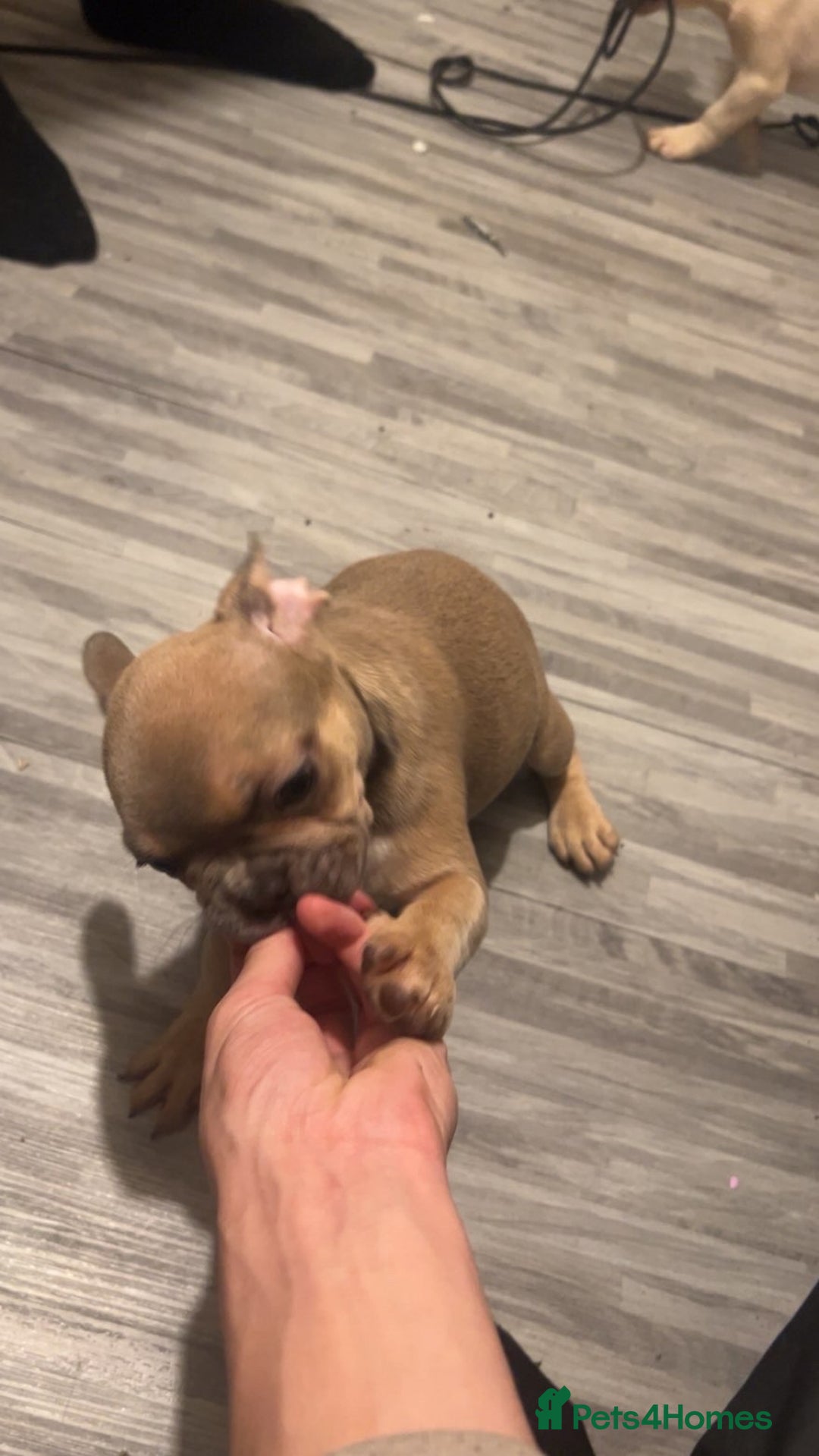 French Bulldog dogs for sale: French bulldog pups available (Reduced) - Advert 31